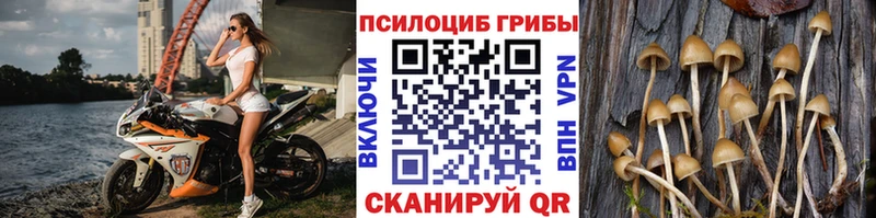 OMG как войти  Сорочинск  Псилоцибиновые грибы мицелий 